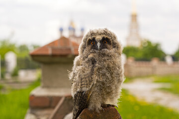 Just flying out of the nest, the owl looks surprised at the tourists in Ryazan