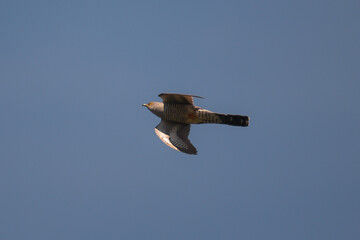 Cuculo (Cuculus canorus) in volo