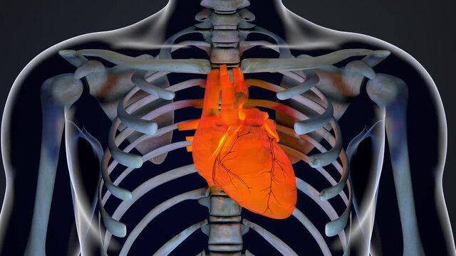 Human Body Transparent Heart Modern Anatomical 3D Animation