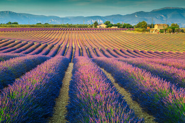 Naklejka na ściany i meble Wonderful lavender fields in Provence region, Valensole, France, Europe