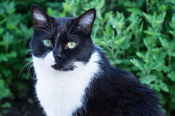 Naklejka na ściany i meble Cat black and white close-up looking at you.