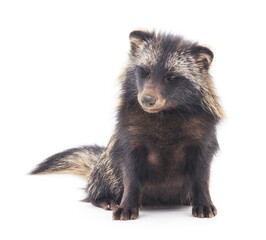 Raccoon on a white background.