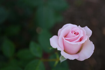 Beautiful flower in garden