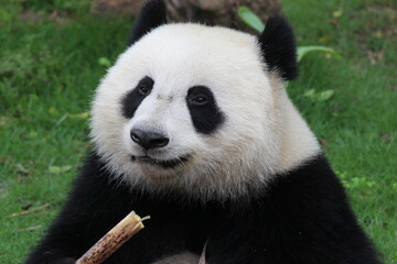 Obraz premium Sub-Adult Panda in China is eating bamboo shoot