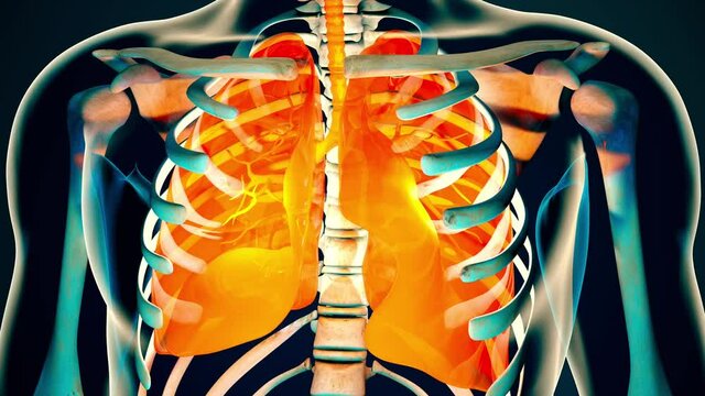 Human Body Transparent Lungs Modern Anatomical 3D Animation