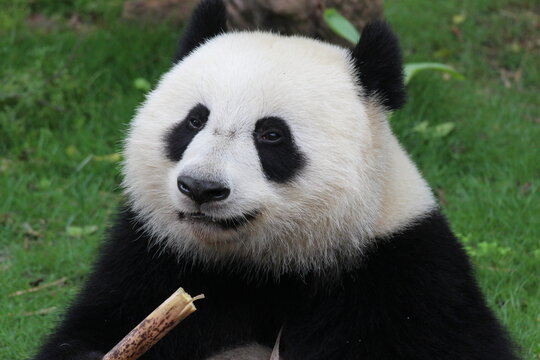 Sub-Adult Panda in China is eating bamboo shoot