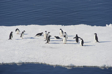 Pingüinos Adélia en la Antartida