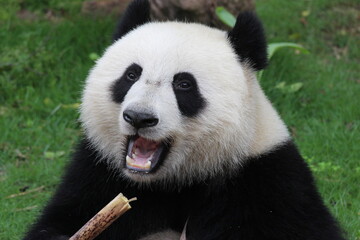 Fluffy cute Panda in China