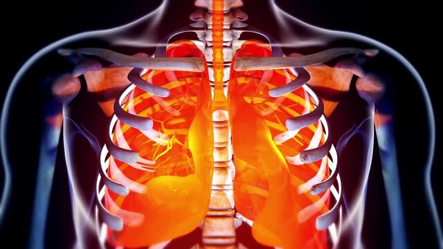 Human Body Transparent Throax System Modern Anatomical 3D Animation