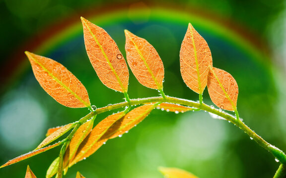 Fresh green leaves with raining on morning and sunlight with rainblow effect.