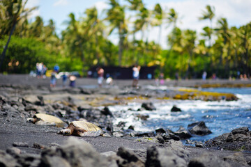 Hawaiian green turtles relaxing at Punaluu Black Sand Beach on the Big Island of Hawaii