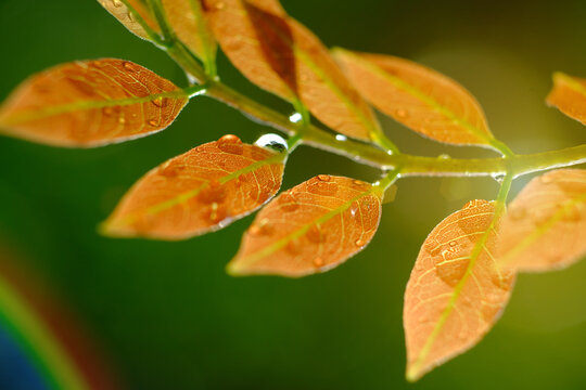 Fresh green leaves with raining on morning and sunlight with rainblow effect.