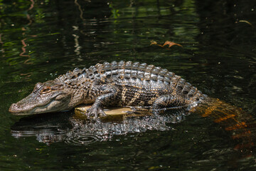 Alligator in freier Wildbahn
