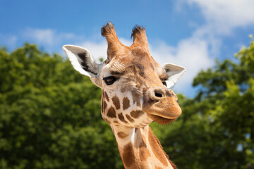 Fototapeta premium Widok z przodu portret żyrafa