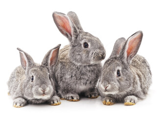 Fototapeta na wymiar Three rabbits.