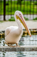 Pelican sitting on a perch above the water.