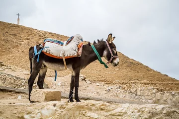 Crédence de cuisine en verre imprimé Âne Saddled donkey stands in mountain area, Israel