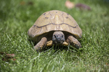 land turtle in a meadow
