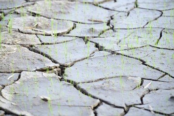 Obraz premium soil floor arid area background on top view