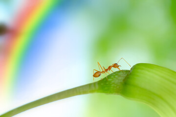 Action of Ants,insect,nature