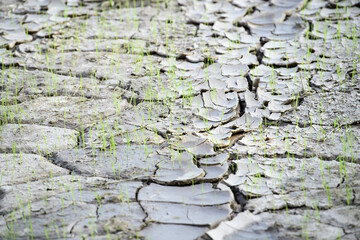 soil floor arid area background on top view