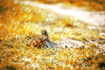 The young cheetah fell asleep in the grass.
