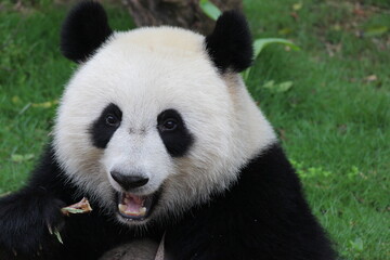 Obraz na płótnie Canvas Fluffy playful panda in China