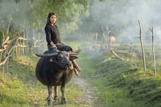 Asian woman farmer with a buffalo