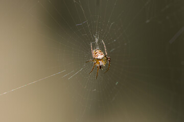 Kleine Spinne in ihrem Netz