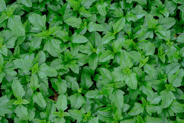 Macro image and top view on abstract grass  field.