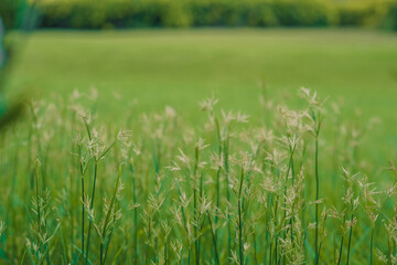 Macro image on grass flower field with water drop.