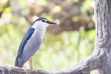 Black-crowned Night-heron(Night Heron)