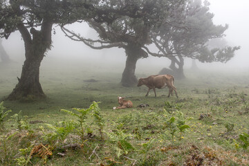 Bäume im Nebeleigen Feenwald, Mystische Landschaft