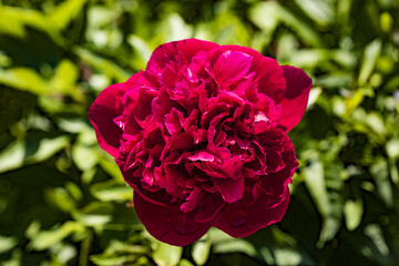 rose with water drops