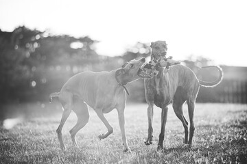 Obraz na płótnie Canvas Greyhounds