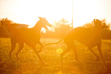 Obraz na płótnie Canvas Greyhounds