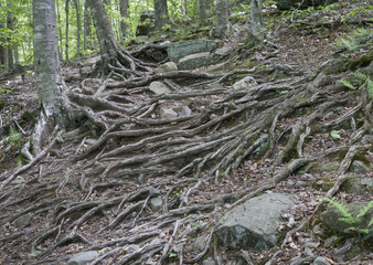 Tree Roots Covering a Catskill Mountain Trail