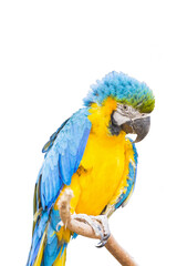 Parrot isolated white background.