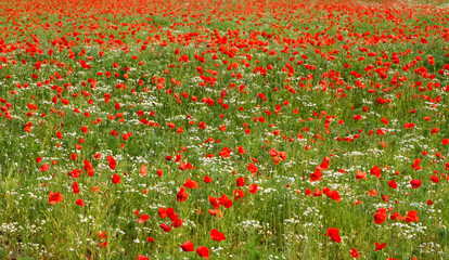  Blumenfeld mit rotem Klatschmohn
