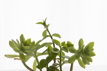 Decorative home plants and flowers