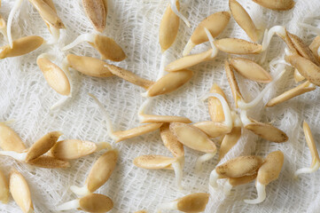 Sprouted seeds of cucumbers on white gauze fabric close-up