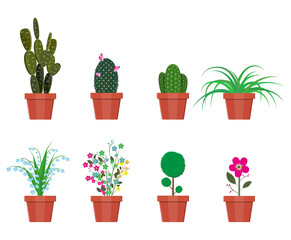 Various plants in flower pot.