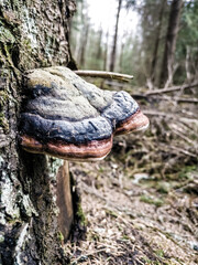A multicolored polypore in a Finnish forest
