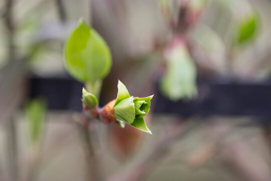 Spring Bud