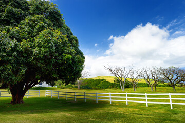 Giant mango tree near white fence. Beautiful landscape of south side of the Big Island of Hawaii.