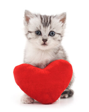 Kitten with toy heart.