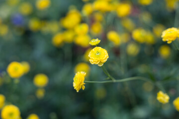 yellow flower