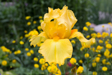 yellow iris