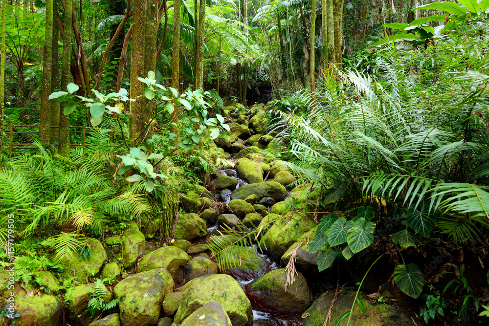 Wall mural Lush tropical vegetation of the Hawaii Tropical Botanical Garden of Big Island of Hawaii