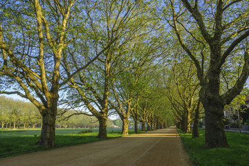 Avenue of plane trees in a spring park